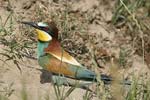 European Bee-eater   