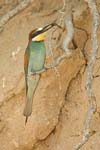 European Bee-eater   