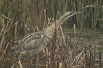 Great Bittern   