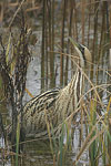 Great Bittern   