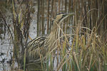 Great Bittern   Botaurus stellaris