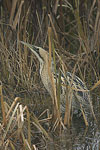 Great Bittern   