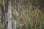 Great Bittern   Botaurus stellaris