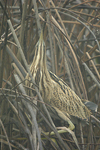 Great Bittern   Botaurus stellaris