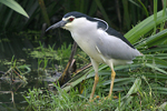 Black-crowned Night Heron    