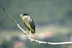 Black-crowned Night Heron   