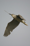 Black-crowned Night Heron   