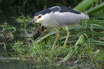 Black-crowned Night Heron    