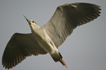     Nycticorax nycticorax 