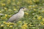 Black-crowned Night Heron    