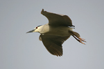 Black-crowned Night Heron   