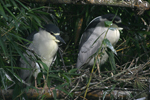 Black-crowned Night Heron   