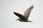 Black-crowned Night Heron    Nycticorax nycticorax 