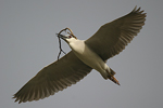 Black-crowned Night Heron   Nycticorax nycticorax