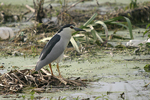 Black-crowned Night Heron    