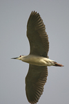 Black-crowned Night Heron   