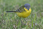 Sykes`s Yellow Wagtail   
