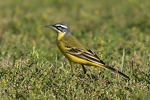 Sykes`s Yellow Wagtail   