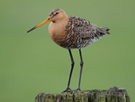 Black-tailed Godwit    Limosa limosa