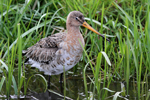 Black-tailed Godwit    