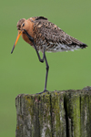 Black-tailed Godwit    Limosa limosa