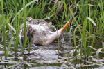 Black-tailed Godwit    