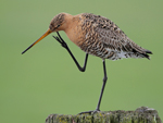 Black-tailed Godwit    