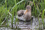 Black-tailed Godwit    