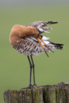 Black-tailed Godwit    Limosa limosa