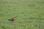 Black-tailed Godwit    Limosa limosa