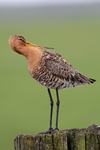 Black-tailed Godwit    Limosa limosa