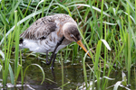 Black-tailed Godwit    