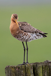 Black-tailed Godwit    Limosa limosa