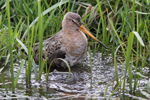 Black-tailed Godwit    Limosa limosa