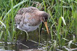 Black-tailed Godwit    