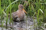 Black-tailed Godwit    