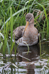 Black-tailed Godwit    