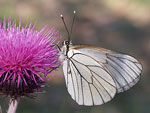 Black-veined White   24.Aporia crataegi