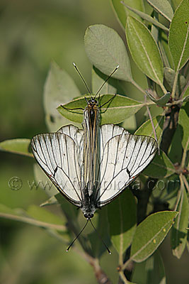 Бяла овощна пеперуда   Aporia crataegi