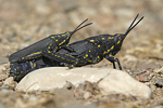 Black Cone-headed Grasshopper   Poekylocerus bufonicus