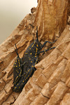 Black Cone-headed Grasshopper   Poekylocerus bufonicus