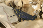 Black Cone-headed Grasshopper   Poekylocerus bufonicus