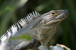 Black Spiny-tailed Iguana    Ctenosaura similis