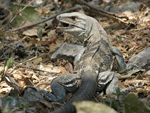 Black Spiny-tailed Iguana    