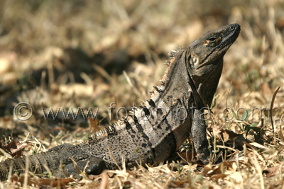       Ctenosaura similis