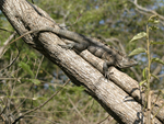 Black Spiny-tailed Iguana    