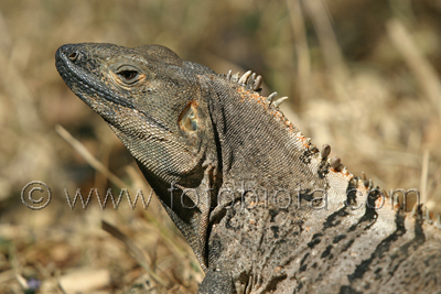       Ctenosaura similis