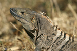 Black Spiny-tailed Iguana    