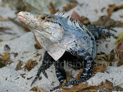       Ctenosaura similis