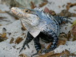 Black Spiny-tailed Iguana    